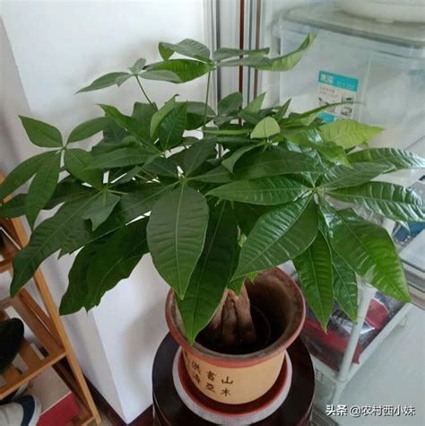 發財樹的種法|如何成功種植發財樹種子——讓你的居家植物綠意盎然